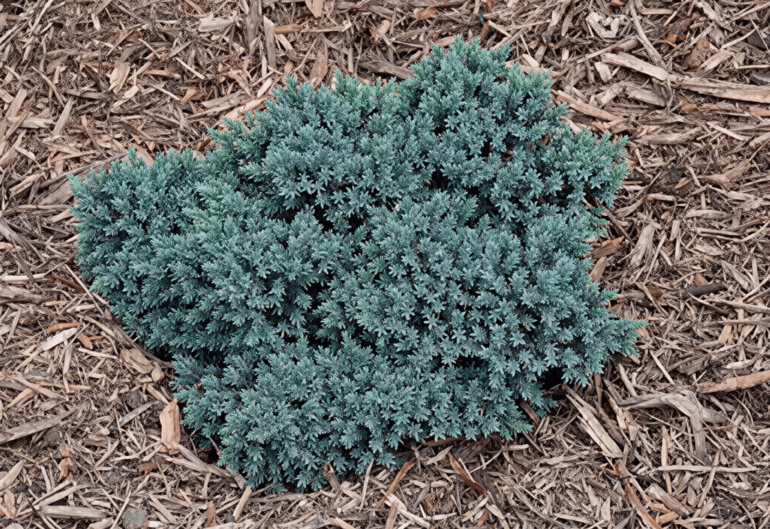 Compact blue-green juniper groundcover on mulch
