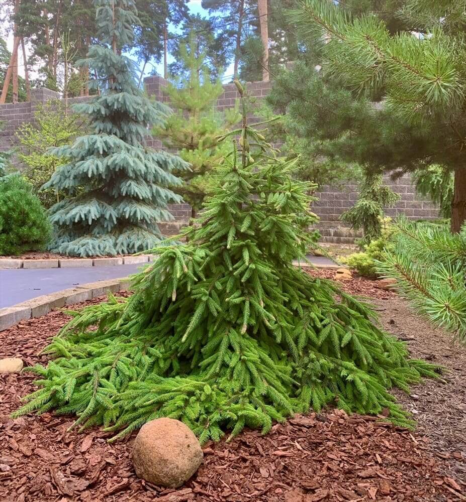 Dwarf weeping spruce in mulched garden bed