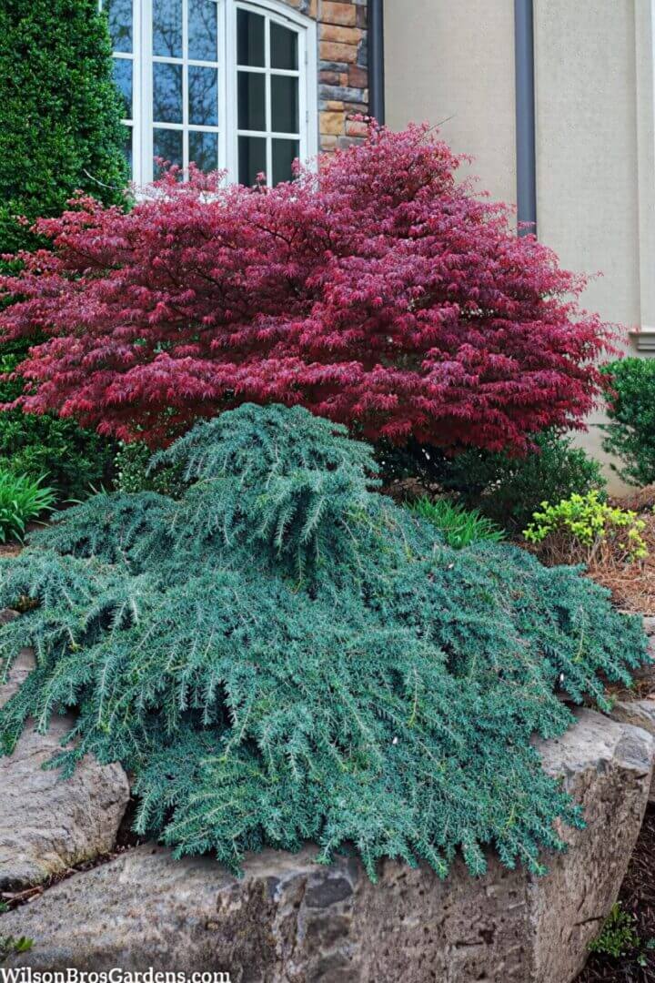 Red Japanese maple above bluish-green conifer