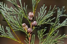 Cedar branch with small clustered brown cones