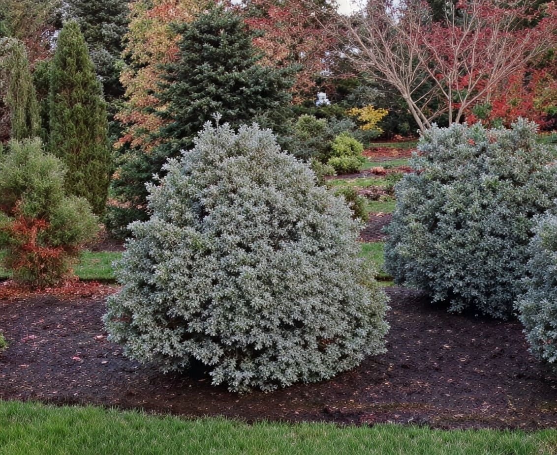 Round silvery-green shrubs in autumn garden