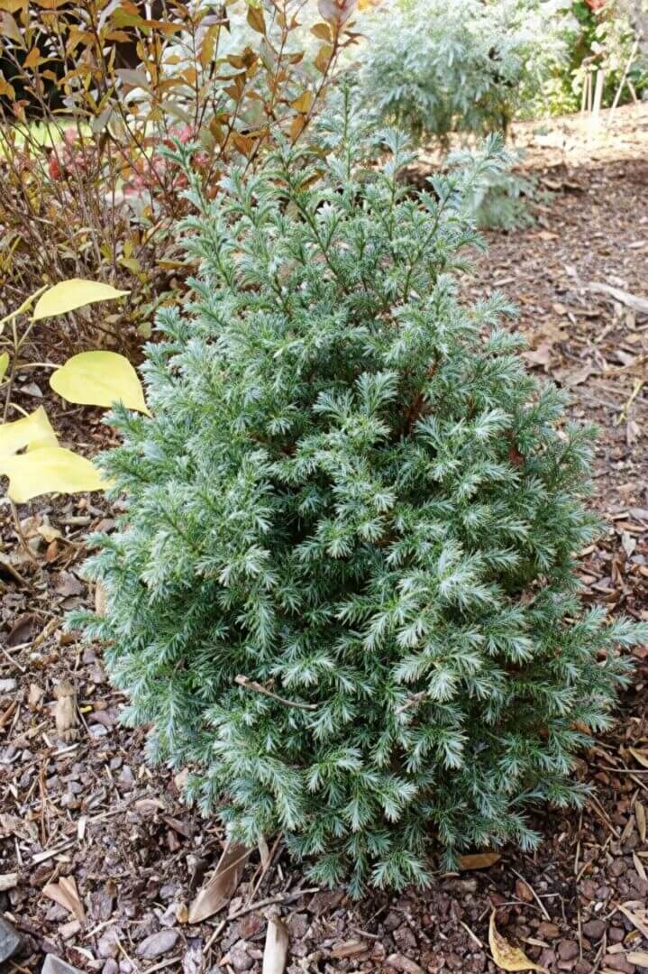 Compact conical blue-green evergreen shrub