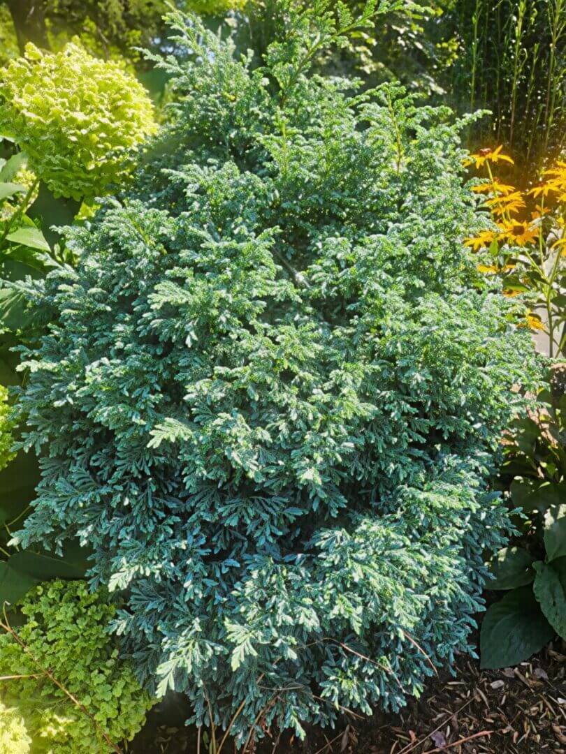 Compact blue-green conifer shrub in garden