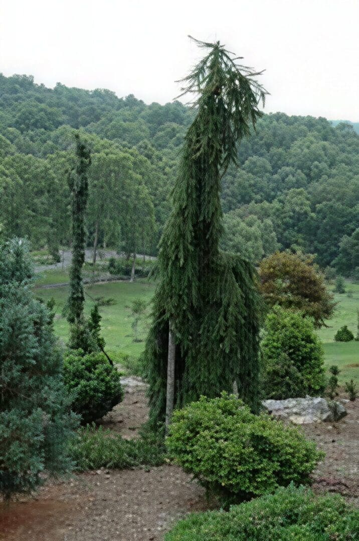 Tall weeping evergreen on landscaped hillside