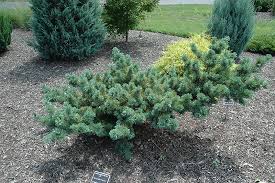 low-growing evergreen conifer in garden mulch