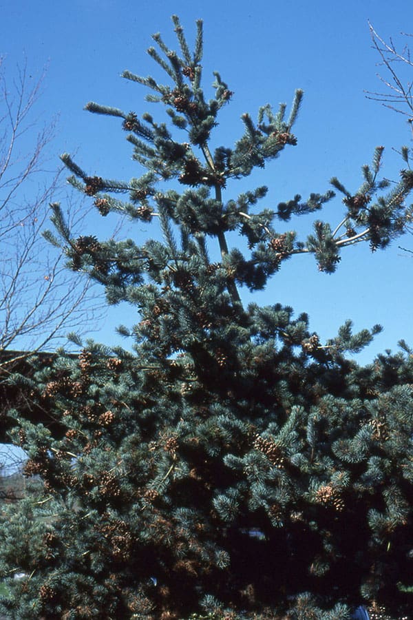 Conifer tree with cones against blue sky