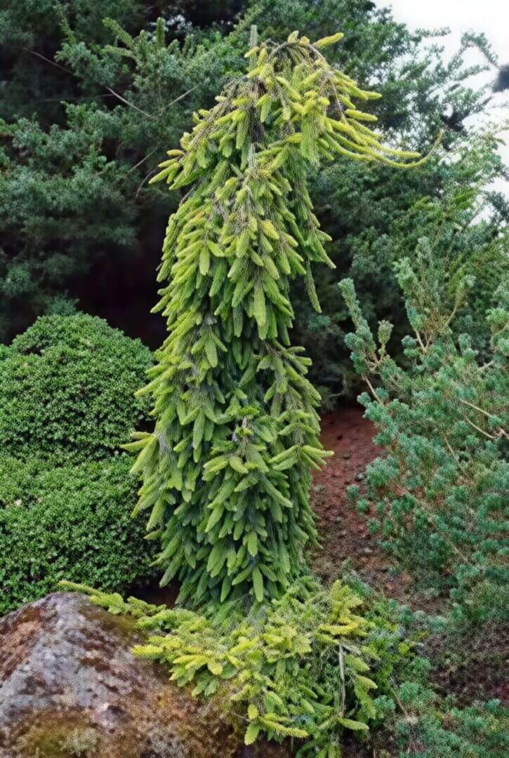 Weeping evergreen with cascading bright green foliage
