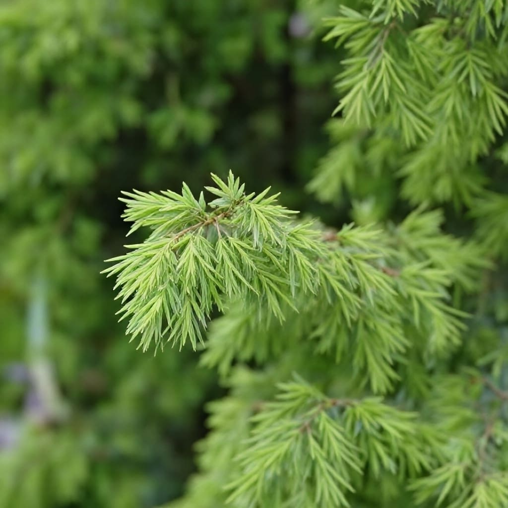 Lush green conifer branch close up