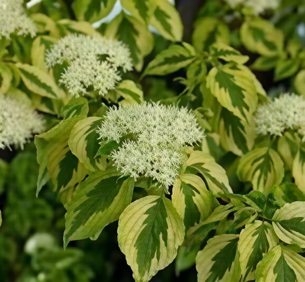 Variegated leaves with clustered white flowers