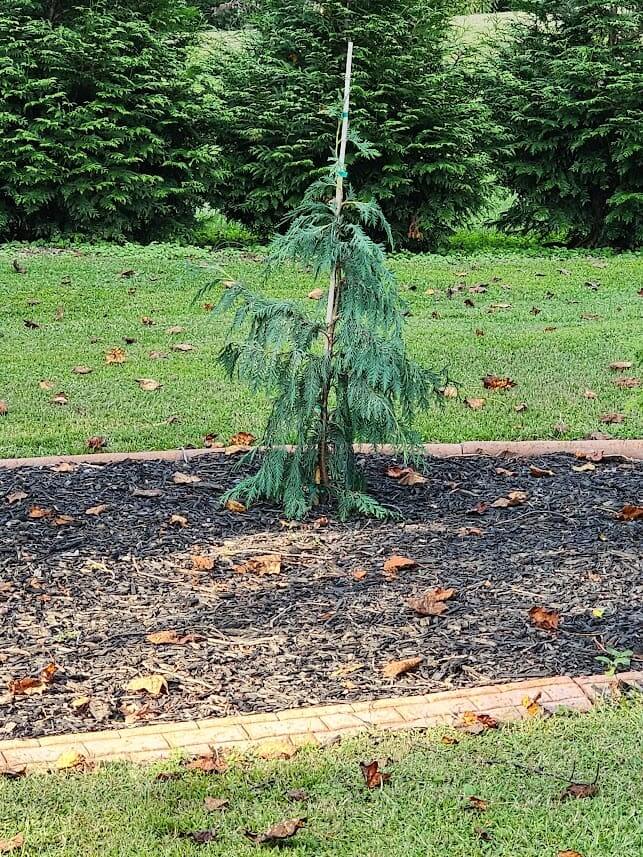 small newly planted evergreen in garden bed