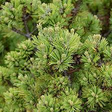 Close-up of clustered green pine needles
