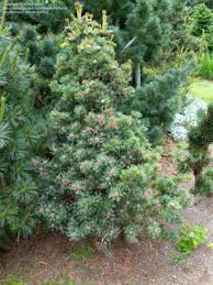 Dense evergreen shrub with small red berries