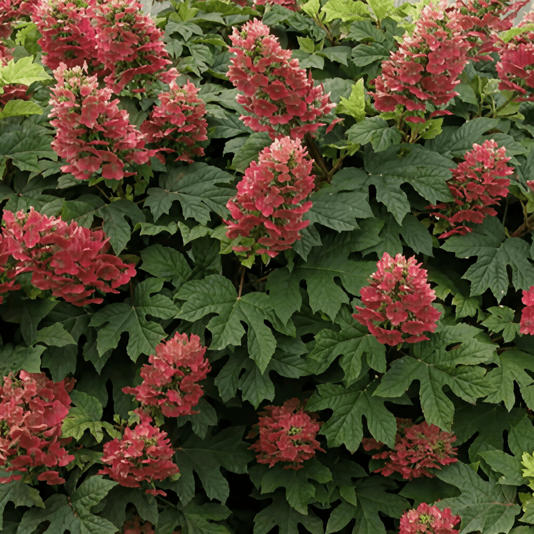 Pink oakleaf hydrangea clusters among green leaves