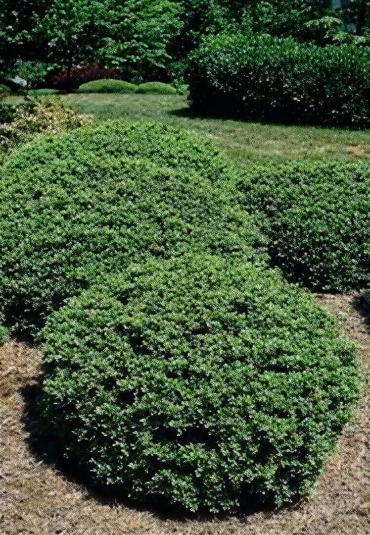 Rounded green garden shrubs beside lawn