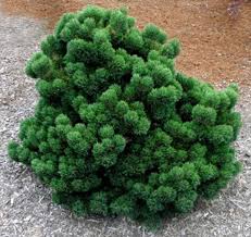Dense emerald cushion-shaped dwarf conifer