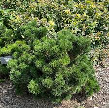 compact round pine shrub with tufted needles