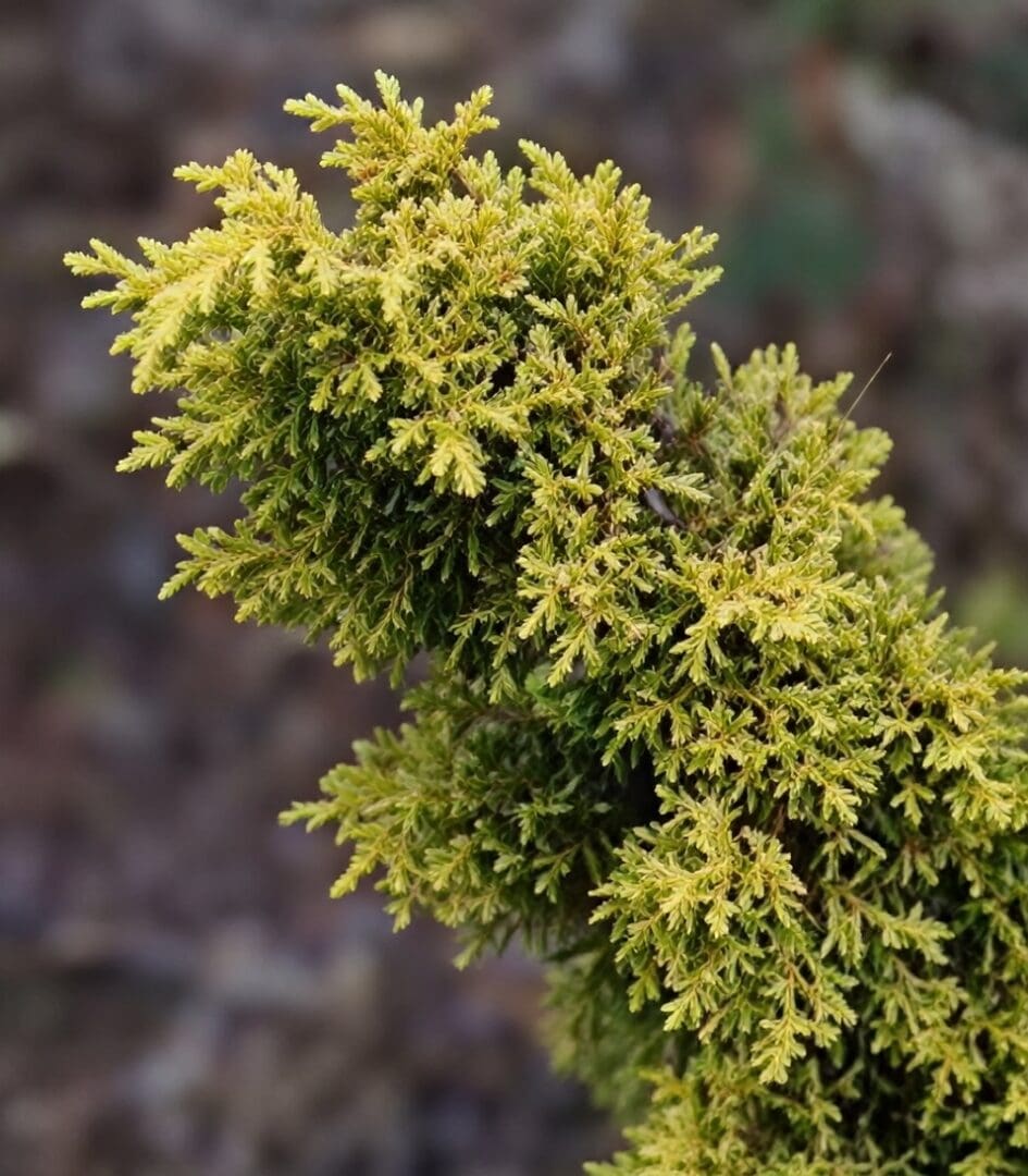 Yellow-green conifer branch close-up