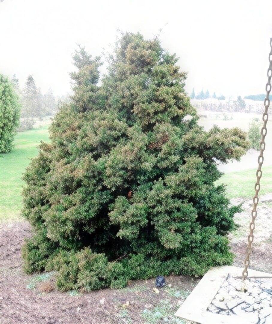 Conical evergreen shrub near lawn and patio