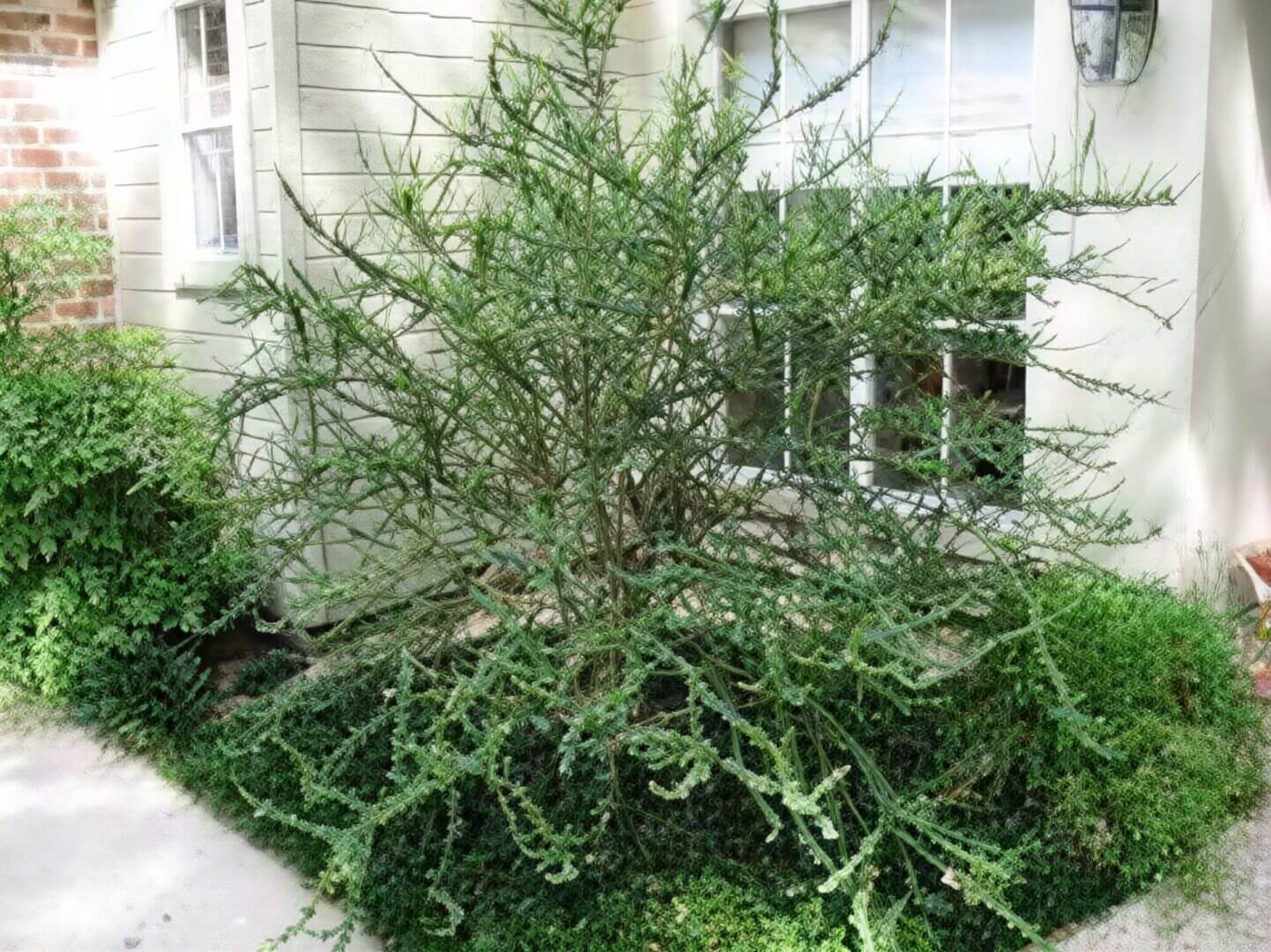 Bushy spiky green shrub under window