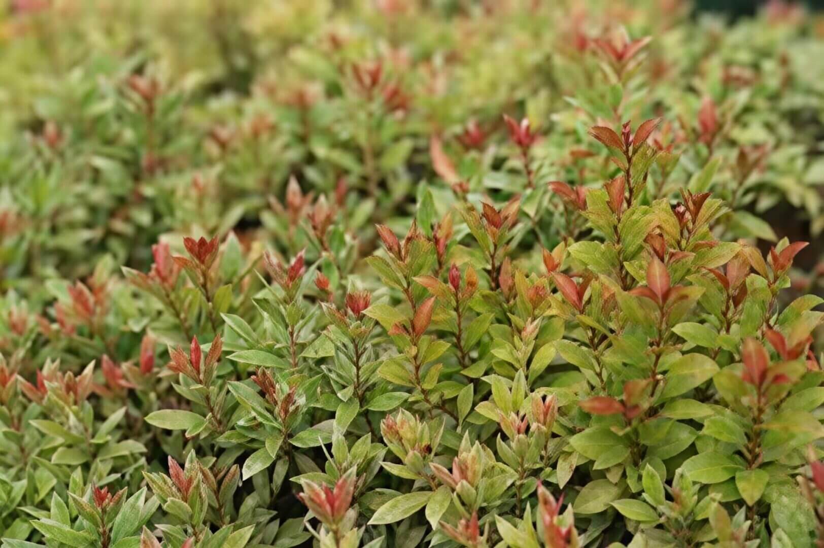 Dense hedge with red-tipped young leaves