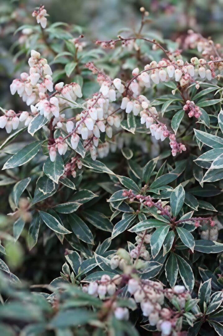 Soft pink-and-white bell flowers on variegated shrub