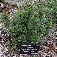 Dwarf Pinus strobus 'Loma Linda' with label