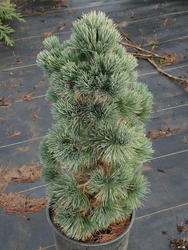 Potted tufted blue-green dwarf pine