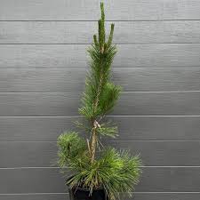 slender potted pine sapling against gray wall