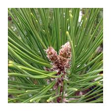 Close-up of pine needles with young cones