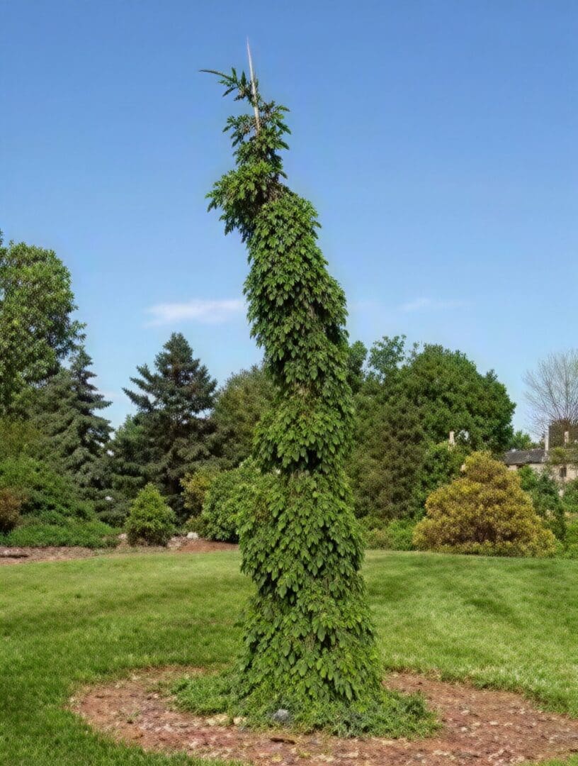 Vine-covered narrow tree in manicured lawn
