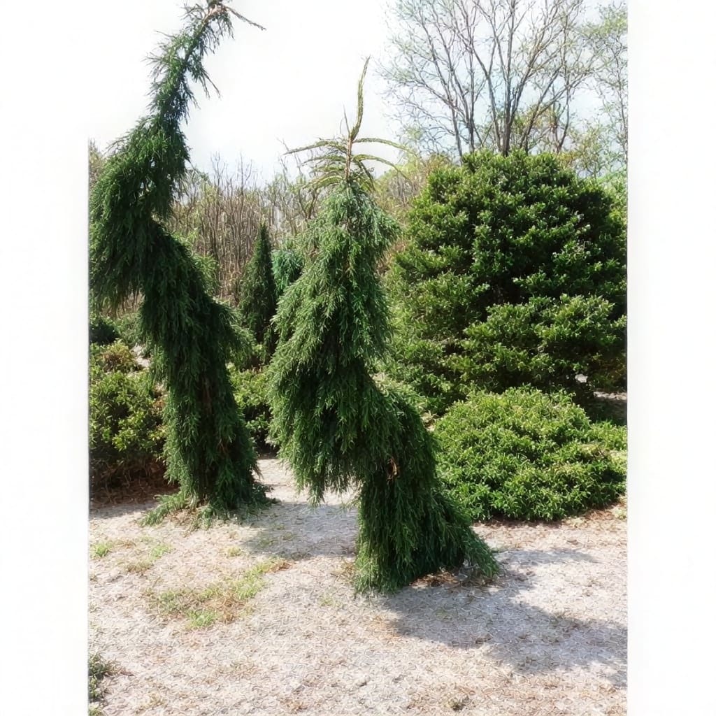 Twisted weeping evergreen trees in garden