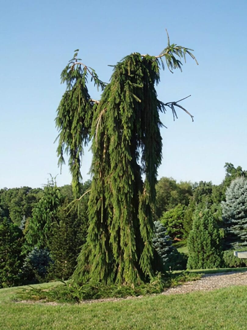 Weeping evergreen tree with long drooping branches