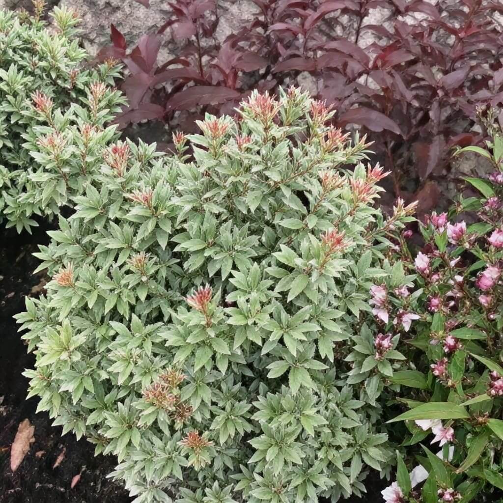 Compact variegated shrub with pink leaf tips