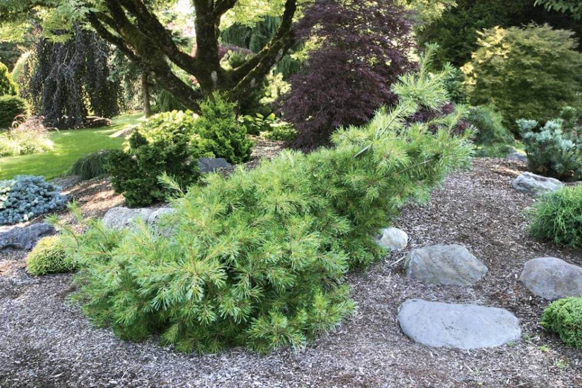 Curved low pine shrub in rock garden