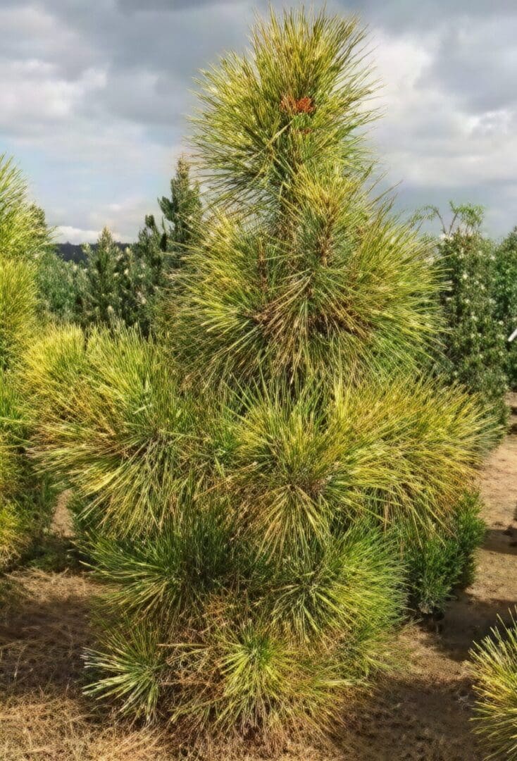 Pine sapling with dense long needle clusters