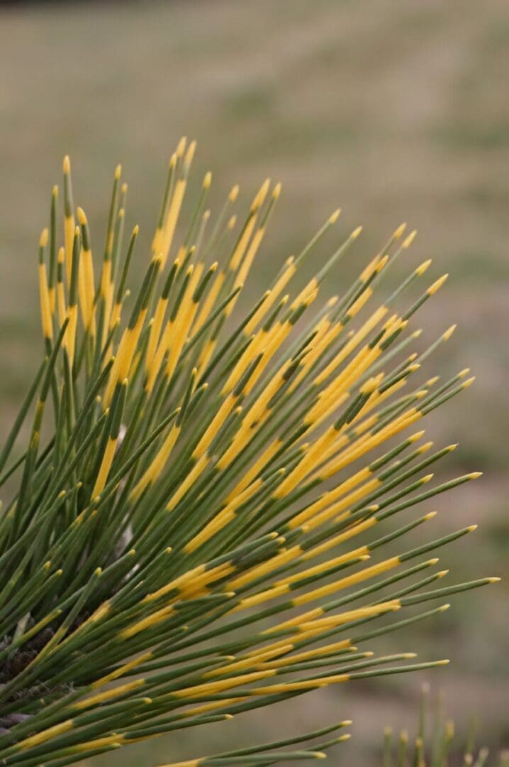 Close-up yellow-tipped pine needles