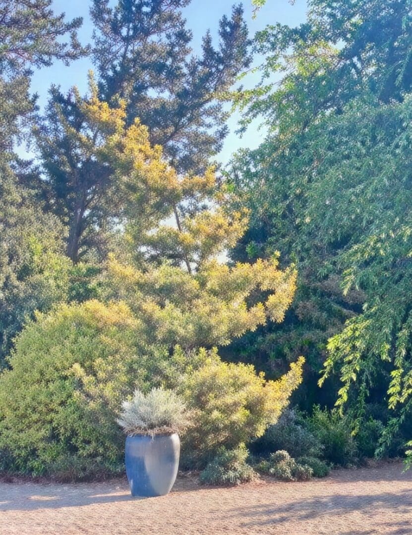 Blue ceramic planter beside sunlit evergreen shrubs