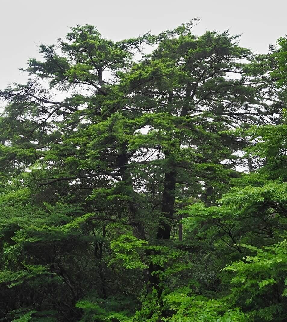 Dense green forest canopy of tall trees