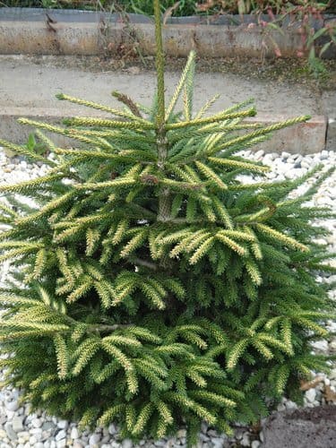 Compact young evergreen conifer shrub