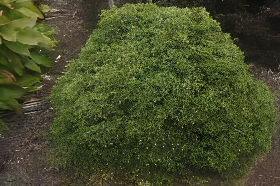 Rounded mossy green garden shrub mound