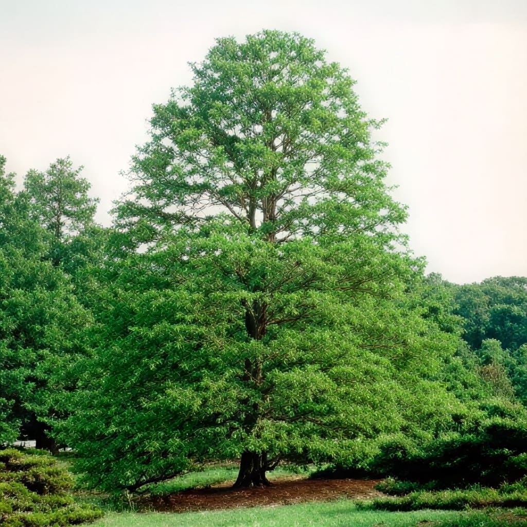 Large green tree in park clearing
