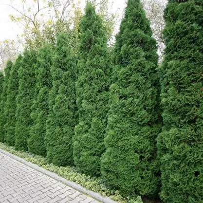 Row of tall green arborvitae along pathway