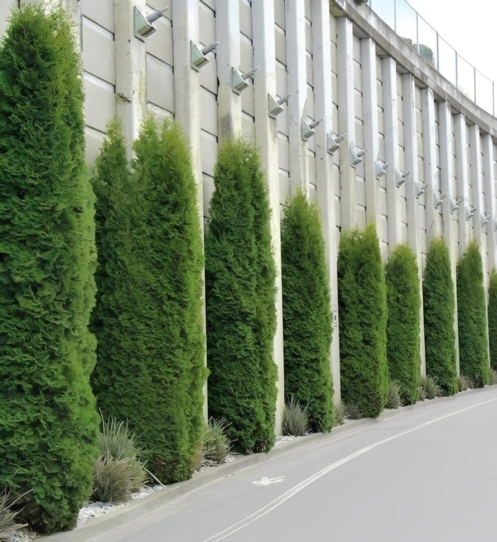 Columnar evergreens lining curved concrete wall