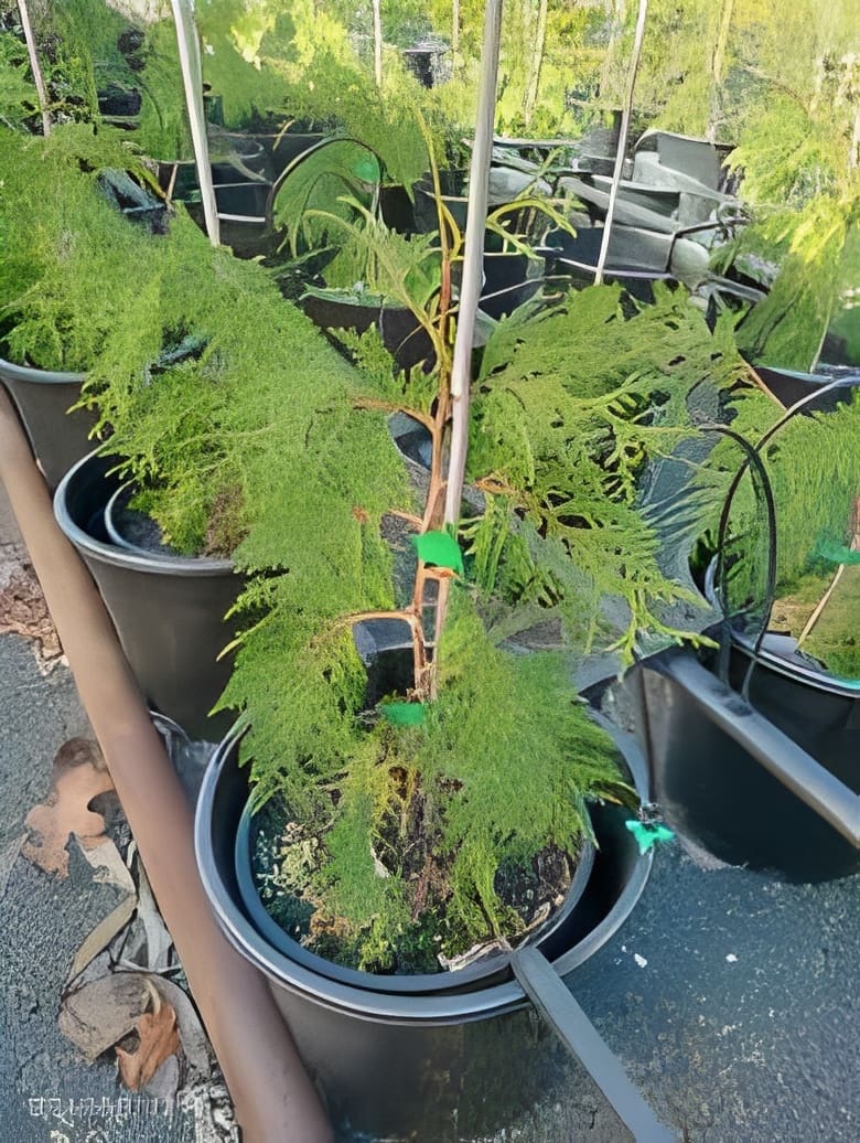 Potted evergreen sapling tied to stake