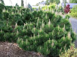 Dwarf pine shrub with upright new shoots