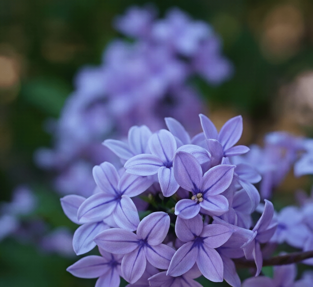 Close-up of purple lilac flower cluster