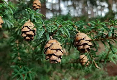 Hanging brown cones on evergreen branch