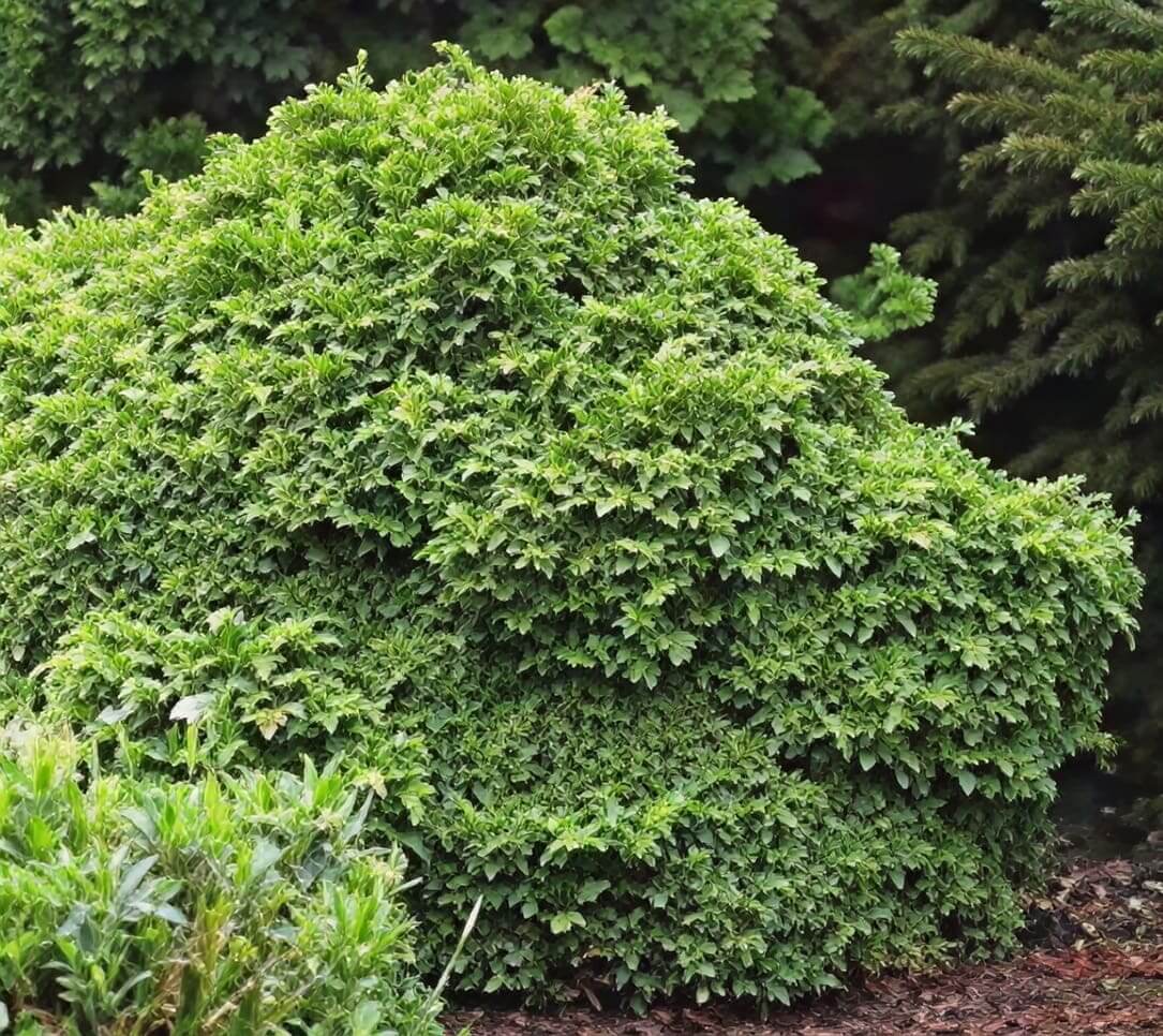 Rounded evergreen garden shrub mound