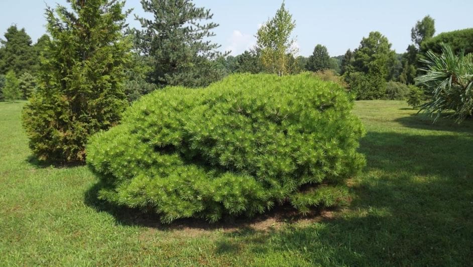 Rounded evergreen shrub on sunlit grassy lawn