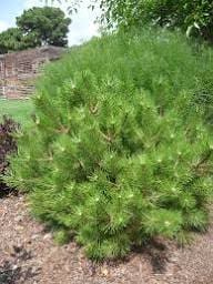 Compact round pine shrub in garden bed